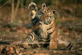 Suheli