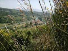 Suio
