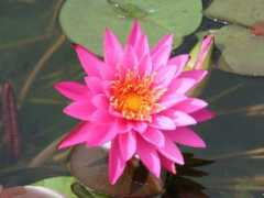 botanic.jp Suiren