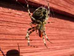 pilt.delfi.ee Suiste