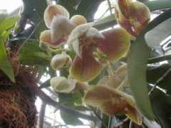 orchidsandtropicals.com Suksamran