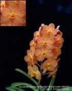 orchids.legolas.org Suksamran