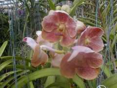 orchidsandtropicals.com Suksamran