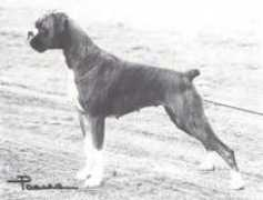 ukboxerdogs.co.uk Sulez