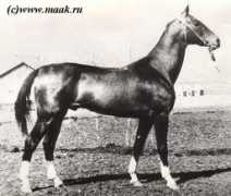akhal.cz Sulgun