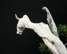 artofbonsai.org Sulistyo