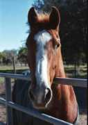 mckienziefarm.com Sultan