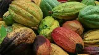 bbc.co.uk Sulusi