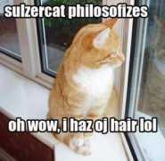 litterboxcats.com Sulzer