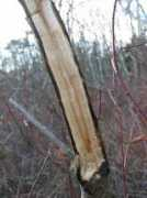 Sumac