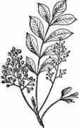 Sumac