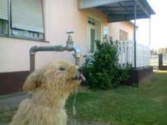 Sumarevic