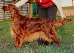 irishsetters.ning.com Sumaric