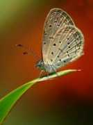 betterphoto.com Sumarno