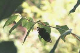 insects.jp Suminaga