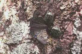 insects.jp Suminaga