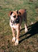 boerboel.chigani.00family.com Sunady