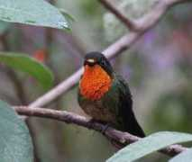 worldbirds.eu Sunangel