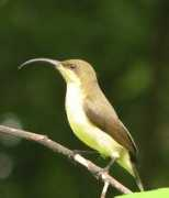 rgbstock.com Sunbird