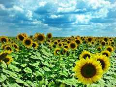 blog.b92.net Suncokret