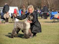 afghanhoundsofnorway.com Sundall