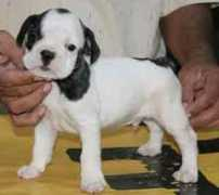 dogsindia.com Sundaraj