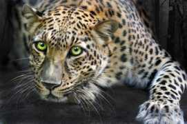 fineartamerica.com Sundari