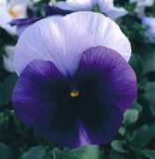 ozarksgardens.com Sundevil