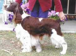 dogzonline.com.au Sunford