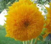restaurantwidow.com Sungold