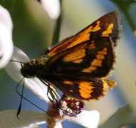 lepidoptera.butterflyhouse.com.au Suniana