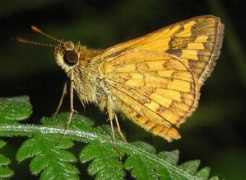 lepidoptera.butterflyhouse.com.au Suniana