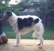aldemoor.borzoi.net Sunina