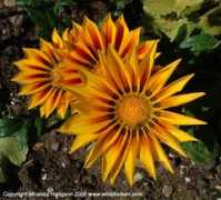 Sunkiss