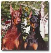 marienburg-dobermans.com Sunmary