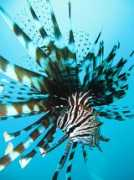 divephotoguide.com Sunmun