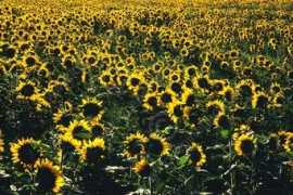 lonepinephoto.ca Sunola