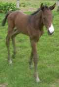 highoffleystud.co.uk Sunora