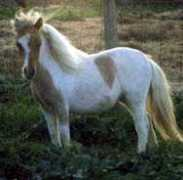 miniatureequine.com Sunrae