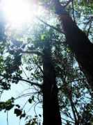 createblog.com Suntree