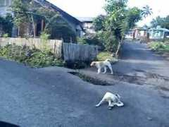 Sunyi