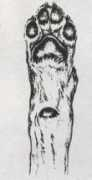 Suole