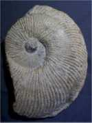 Supani