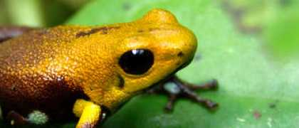 fauna-flora.org Supata