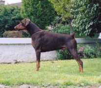 dobermann-review.com Supeta