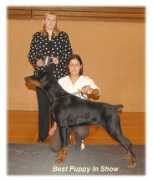 midland-dobermann-club.co.uk Supeta