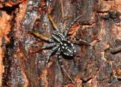 brisbaneinsects.com Supunna