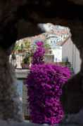 Suquet