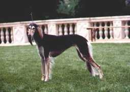 Suraja
