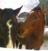 hippson.se Surapa